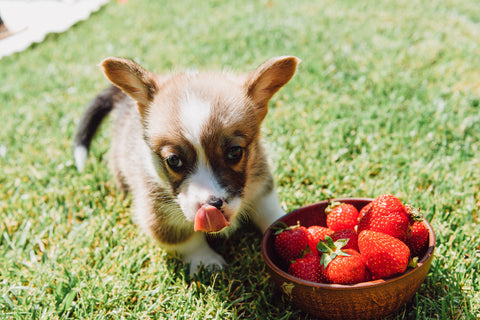 Cute fluffy puppy licking itself near bowl with ripe strawberries on green grass