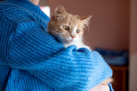 Süße flauschige rote junge Katze in Menschenhand