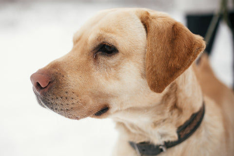 Cute golden labrador walking with owner in snowy winter park