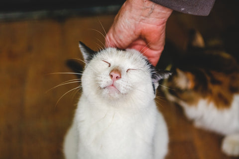 Cute happy white cat