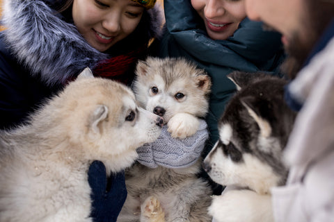 Süße Husky-Welpen