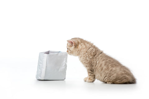 cute little British shorthair kitten sniffing bag isolated on white