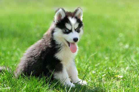 Cute little husky puppy