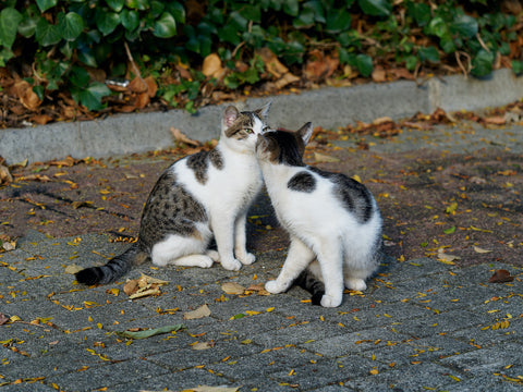 Person giving a treat in the form of a heart to the cats