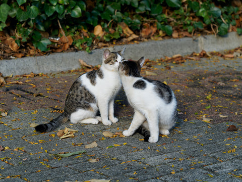 Person, die den Katzen ein Leckerli in Form eines Herzens gibt