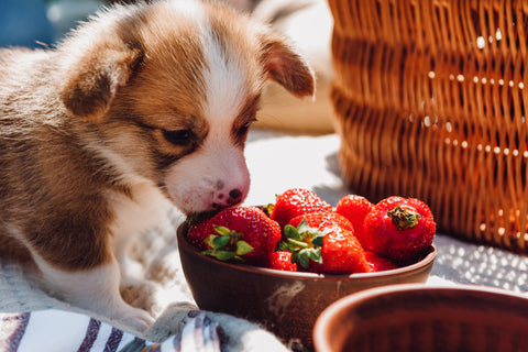 Cute puppy eating strawberries from bowl during picnic at sunny day