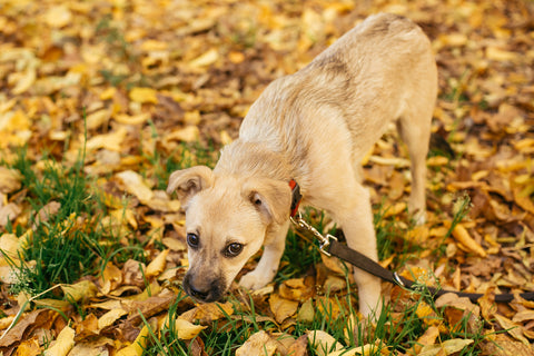 Niedlicher verängstigter Hund geht neben Freiwilligen im Herbstpark spazieren