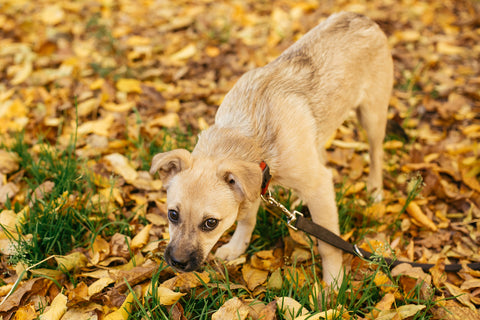 Cute scared dog walking next to volunteer in autumn park