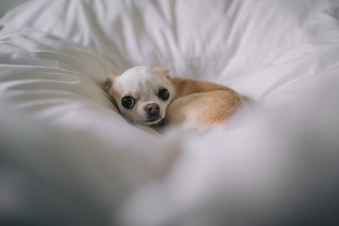 Netter verängstigter kleiner Hund im Bett