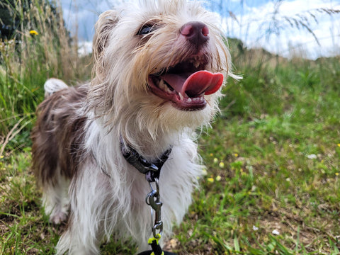 Cute Shorkie in countryside panting from heat.