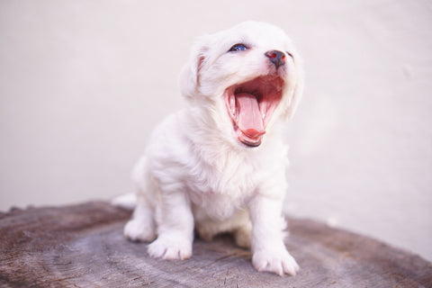 Cute Yawning puppy dog