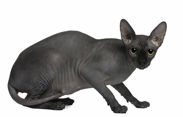 cute hairless cats