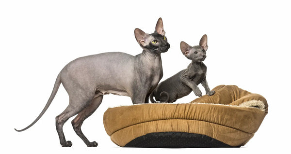 cute hairless cats