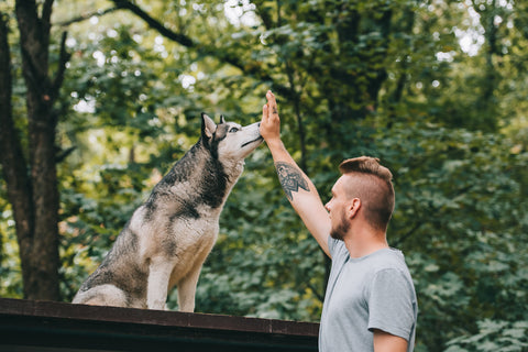 Kynologen-Training mit gehorsamem Husky-Hund