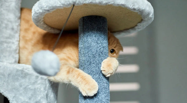 declawed cats