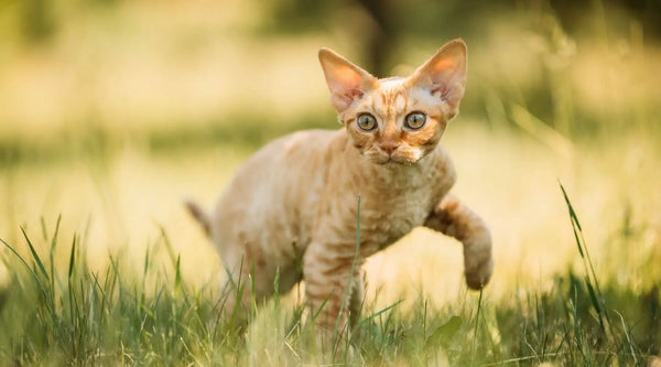 Devon Rex kitten