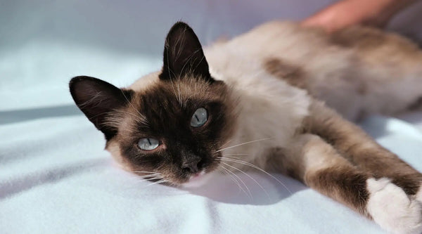 do siamese cats shed
