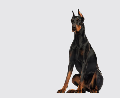 Dobermann-Pinscher-Hund, der abgeschnittene Ohren auf Grau sitzt