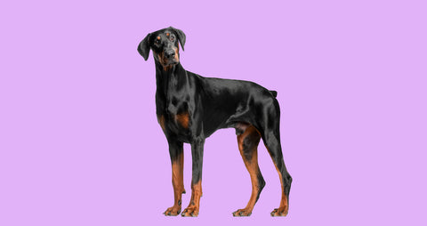 Doberman Pinscher dog standing on a pink background