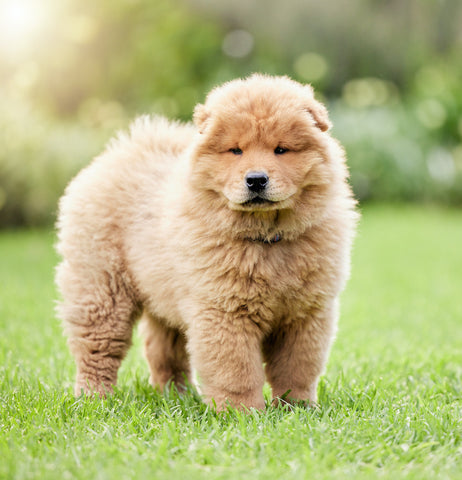 Aufnahme eines süßen Chow-Chow-Hundes auf dem Rasen im Freien.