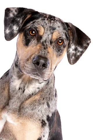 Portrait of a Catahoula Leopard