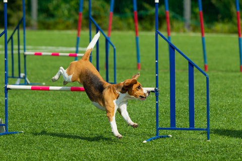 Dog at the Agility Competition