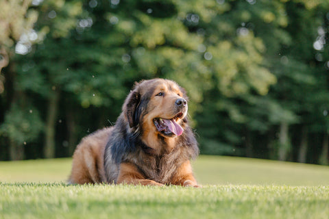 Dog breed Tibetan Mastiff on the grass