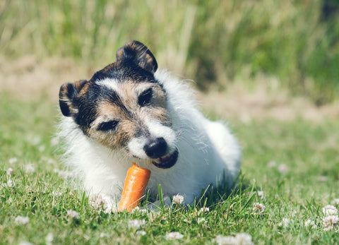 Hund frisst eine Karotte