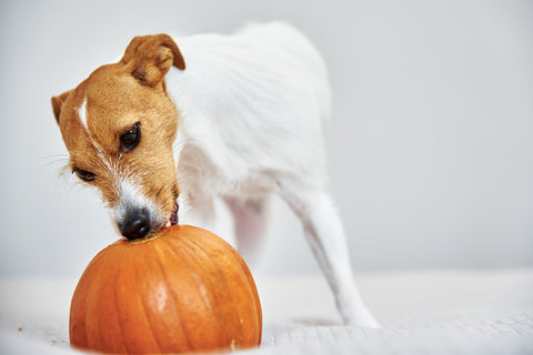 Hund nagt drinnen an orangefarbenem Kürbis