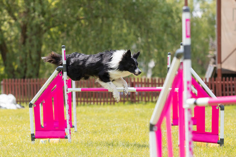 Hund springt über eine Hürde eines Agility-Parcours.