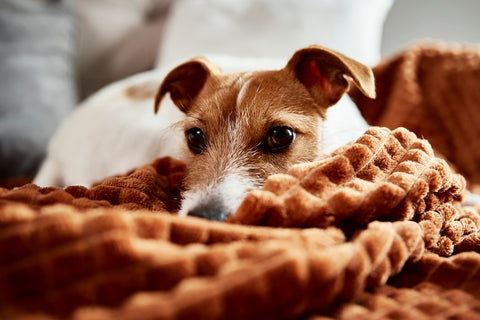 Dog lazing on couch