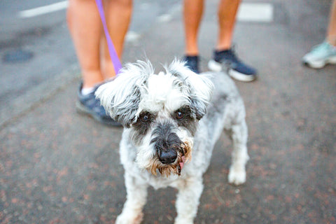 ein süßer weißer Hund mit einer lila Leine