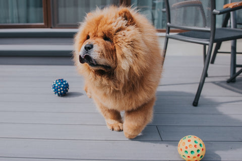 Chow Chow dog playing with the ball