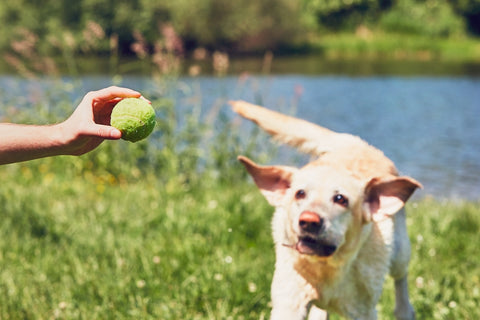 Dog running for tennis ball