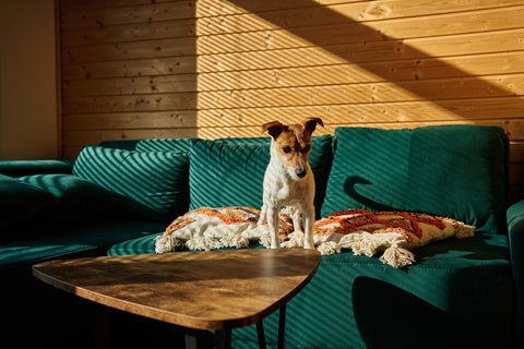 Hund steht auf Sofa im Wohnzimmer