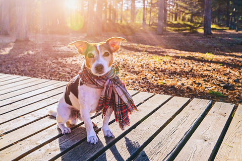 Dog wearing in scarf sitting on wooden boardwalk.