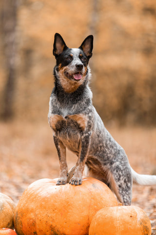 Hund mit Kürbissen.