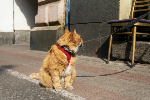 A domestic frightened cat in a harness and on a leash sits on the sidewalk.