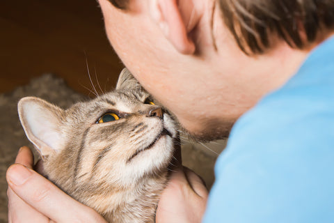 domestic tabby cat and man