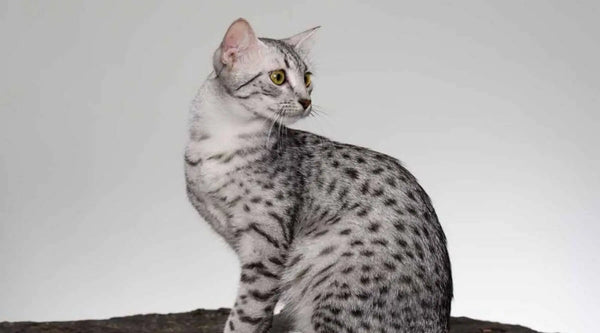 tabby breed cat