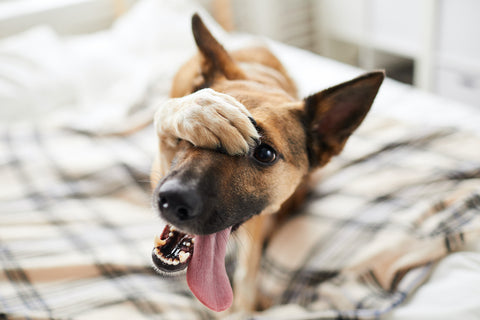 Verlegener Hund auf dem Bett