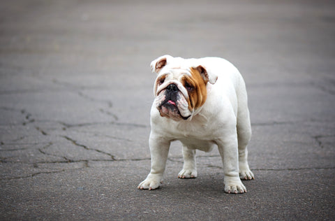 Englische Bulldogge auf einem Spaziergang