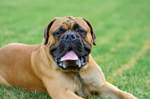 Englischer Mastiff-Hund