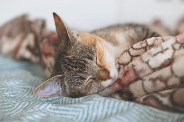 european shorthair