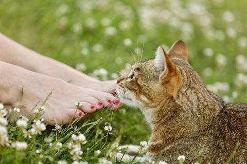 Feet in the grass, cat in the grass
