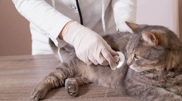 feline leukemia vaccine