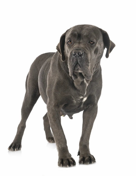 cane corso size