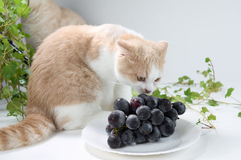 Eine Katze schnüffelt an einer Traube schwarzer Weintrauben auf einem Teller
