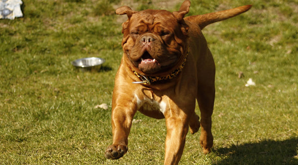 Autodekoration Französischer Bulldogge / Pitbull Rauchender Hund