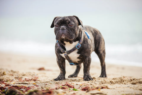 Französische Bulldogge steht am Strand